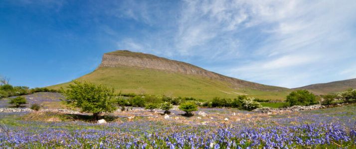 Benbulbin rock formation on a sunny day, in the foreground there are trees and blossoming purple flowers.